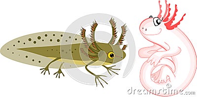 Cartoon newt larva and axolotl with external gills Vector Illustration